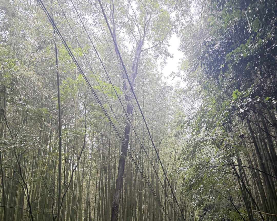Arashiyama bamboo grove in light rain and mist